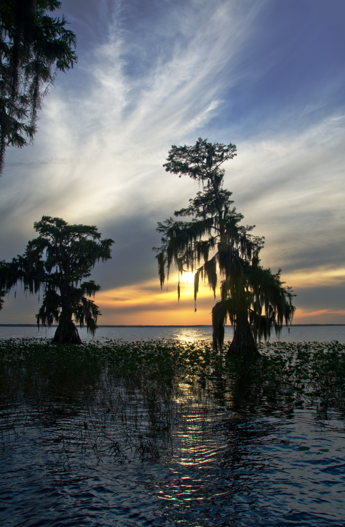 Sunset through cypress trees